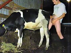 Animal Farm หนุ่มฝรั่งหื่นย่องเย็ดหีแม่วัวโคนมในฟาร์มเลี้ยงสัตว์