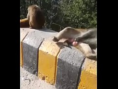 คลิปแอบถ่ายลิงไทยชักว่าวควยจนน้ำแตกอยู่ข้างถนน อิอิ!!! สัตว์ก็ช่วยตัวเองเป็น